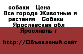 собаки › Цена ­ 2 500 - Все города Животные и растения » Собаки   . Ярославская обл.,Ярославль г.